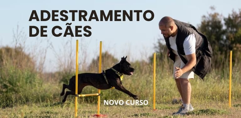 curso adestramento de cães